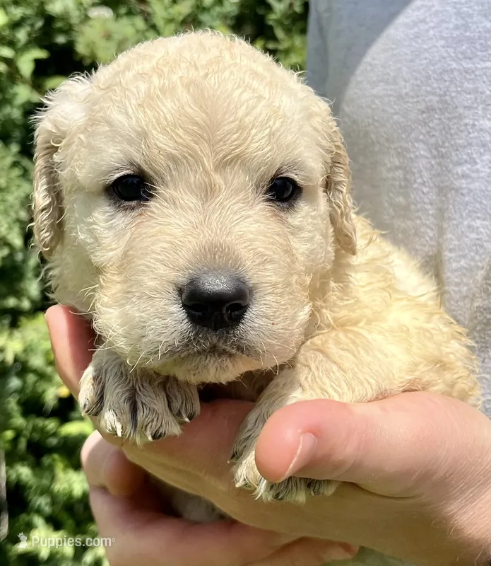 Cashew – Golden Retriever puppy for sale in Godwin, NC