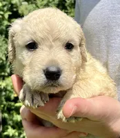 Cashew, a male Golden Retriever for sale in Godwin, NC – 1 of 4