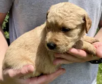 Hickory, a male Golden Retriever for sale in Godwin, NC – 3 of 4