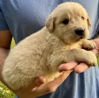 Buddy, a male Golden Retriever for sale in Godwin, NC – Photo 3 of 3