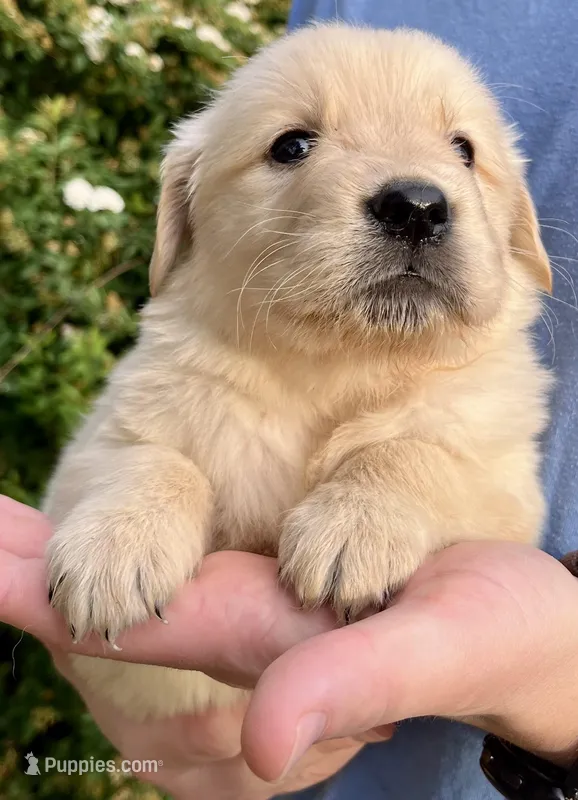 Buddy – Golden Retriever puppy for sale in Godwin, NC
