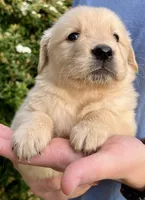 Buddy, a male Golden Retriever for sale in Godwin, NC – Photo 1 of 3