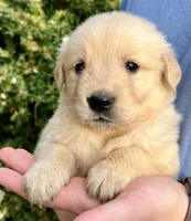 Buddy, a male Golden Retriever for sale in Godwin, NC – Photo 2 of 3