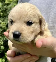 Chestnut, a male Golden Retriever for sale in Godwin, NC – 2 of 4