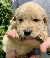 Pine, a male Golden Retriever for sale in Godwin, NC – 2 of 4