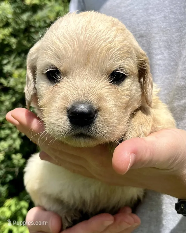 Chestnut – Golden Retriever puppy for sale in Godwin, NC