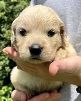 Chestnut, a male Golden Retriever for sale in Godwin, NC – 1 of 4