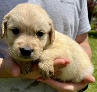 Walnut, a male Golden Retriever for sale in Godwin, NC – 3 of 4