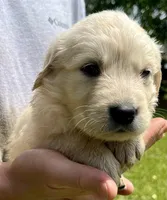 Almond, a female Golden Retriever for sale in Godwin, NC – 2 of 4