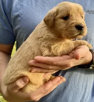 Lacy, a female Golden Retriever for sale in Godwin, NC – Photo 4 of 4