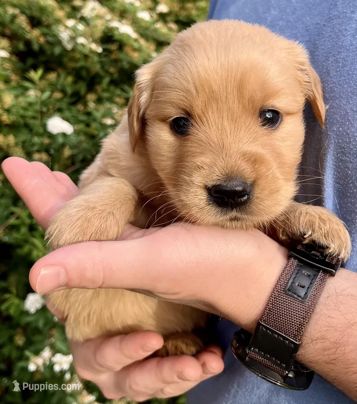 Lacy – Golden Retriever puppy for sale in Godwin, NC