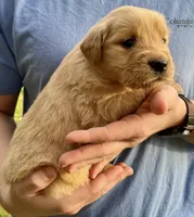 Lacy, a female Golden Retriever for sale in Godwin, NC – Photo 3 of 4