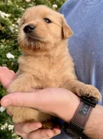 Lacy, a female Golden Retriever for sale in Godwin, NC – Photo 2 of 4