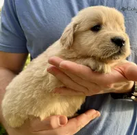 Brinks, a male Golden Retriever for sale in Godwin, NC – Photo 4 of 4
