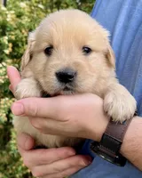 Brinks, a male Golden Retriever for sale in Godwin, NC – Photo 2 of 4