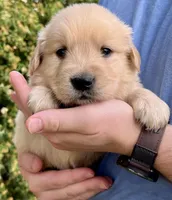 Brinks, a male Golden Retriever for sale in Godwin, NC – Photo 1 of 4