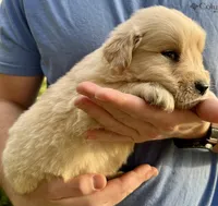 Brinks, a male Golden Retriever for sale in Godwin, NC – Photo 3 of 4