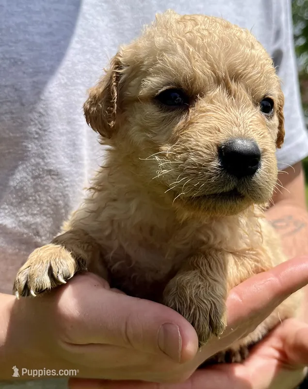 Peanut – Golden Retriever puppy for sale in Godwin, NC