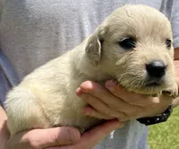 Chestnut, a male Golden Retriever for sale in Godwin, NC – 4 of 4