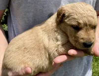 Hickory, a male Golden Retriever for sale in Godwin, NC – 4 of 4