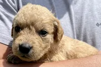 Peanut, a male Golden Retriever for sale in Godwin, NC – 4 of 4