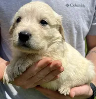 Almond, a female Golden Retriever for sale in Godwin, NC – 3 of 4