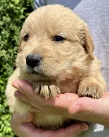 Pine, a male Golden Retriever for sale in Godwin, NC – 3 of 4