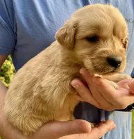 Rocky, a male Golden Retriever for sale in Godwin, NC – Photo 4 of 4