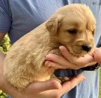 Rocky, a male Golden Retriever for sale in Godwin, NC – Photo 3 of 4