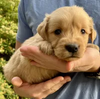 Rocky, a male Golden Retriever for sale in Godwin, NC – Photo 2 of 4