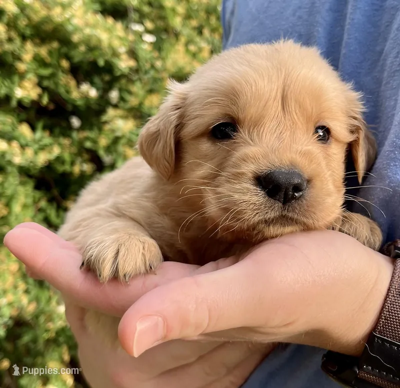 Rocky – Golden Retriever puppy for sale in Godwin, NC