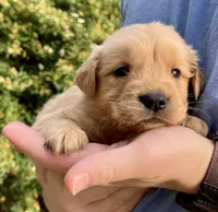 Rocky, a male Golden Retriever for sale in Godwin, NC – Photo 1 of 4