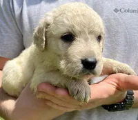 Cashew, a male Golden Retriever for sale in Godwin, NC – 3 of 4