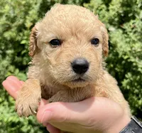 Peanut, a male Golden Retriever for sale in Godwin, NC – 3 of 4