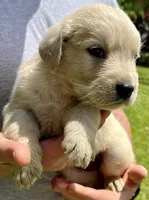 Pecan, a female Golden Retriever for sale in Godwin, NC – 4 of 4