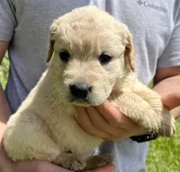 Hazelnut, a female Golden Retriever for sale in Godwin, NC – 4 of 4