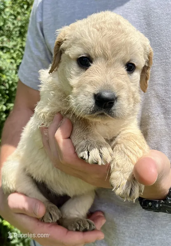 Hazelnut – Golden Retriever puppy on hold in Godwin, NC