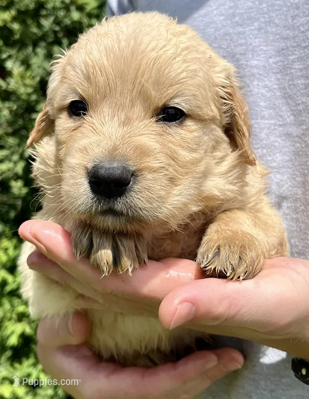Pine – Golden Retriever puppy for sale in Godwin, NC