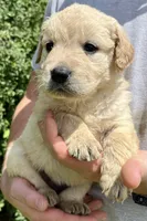 Hazelnut, a female Golden Retriever for sale in Godwin, NC – 2 of 4