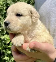 Cashew, a male Golden Retriever for sale in Godwin, NC – 2 of 4