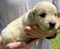 Chestnut, a male Golden Retriever for sale in Godwin, NC – 3 of 4
