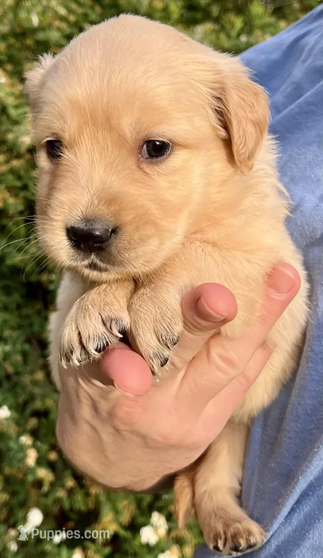 Rose, a female Golden Retriever for sale in Godwin, NC – Photo 1 of 4