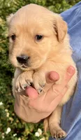 Rose, a female Golden Retriever for sale in Godwin, NC – Photo 1 of 4
