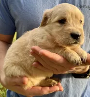 Rose, a female Golden Retriever for sale in Godwin, NC – Photo 3 of 4