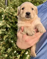 Rose, a female Golden Retriever for sale in Godwin, NC – Photo 4 of 4