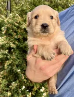 Rose, a female Golden Retriever for sale in Godwin, NC – Photo 2 of 4