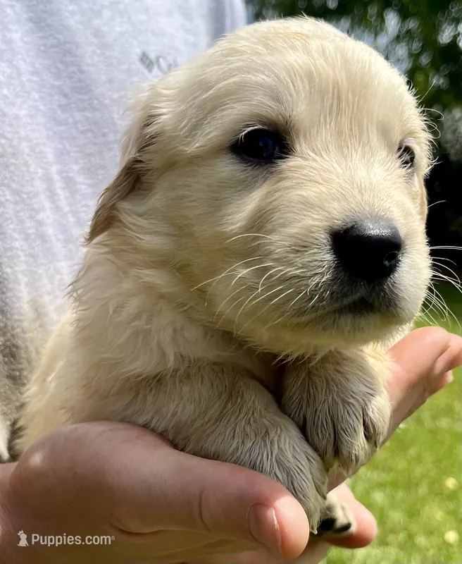 Almond – Golden Retriever puppy for sale in Godwin, NC
