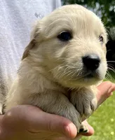 Almond, a female Golden Retriever for sale in Godwin, NC – 1 of 4