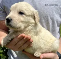 Almond, a female Golden Retriever for sale in Godwin, NC – 4 of 4