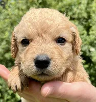 Peanut, a male Golden Retriever for sale in Godwin, NC – 2 of 4